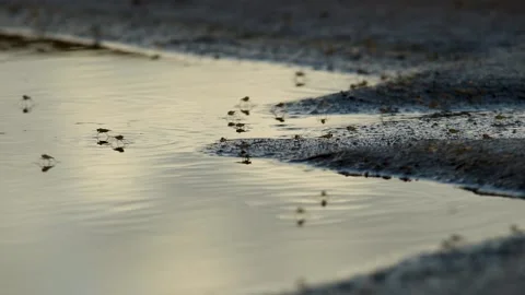 Small insects run on the surface of the water Stock Footage 167941105