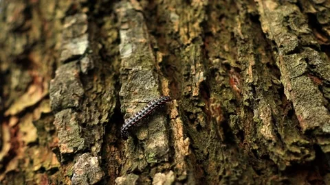 Small Insects Running Around The Tree Stock-Footage 152519578