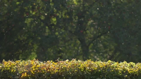 Small insects swarm in the sun Stock Footage 228824740