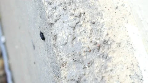 Small insects walking on the wall 4K Stock Footage 153452016