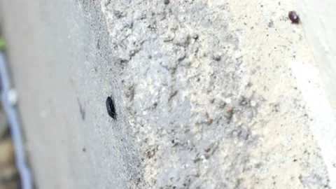 Small insects walking on the wall 4K Stock Footage 153452255