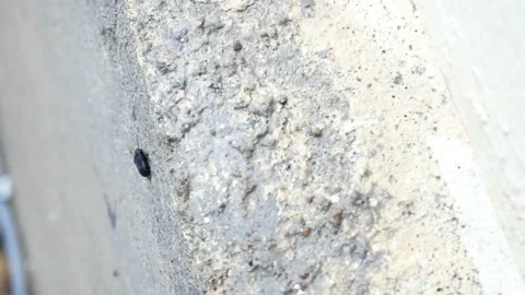Small insects walking on the wall 4K Stock Footage 153452263