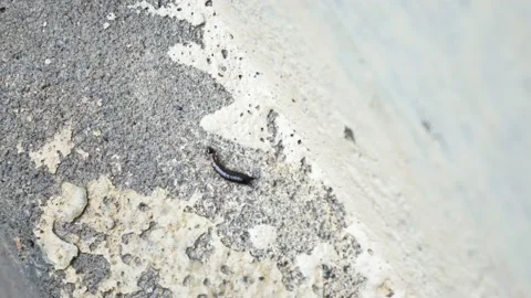 Small insects walking on the wall 4K Stock Footage 153452516