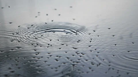 Small insects on water Stock Footage 49968171