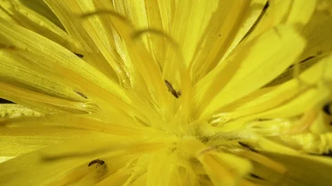 Small insects in a yellow flower Stock Footage 98533175