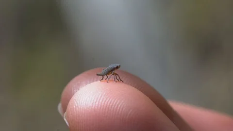 Small interesting bug moving and dancing on human finger Stock Footage 110772459