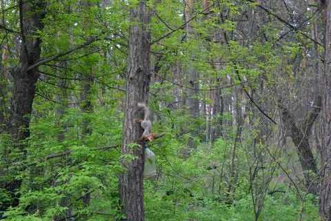 Small interesting gray-yellow squirrel jumping through pine trees. Stock Photos