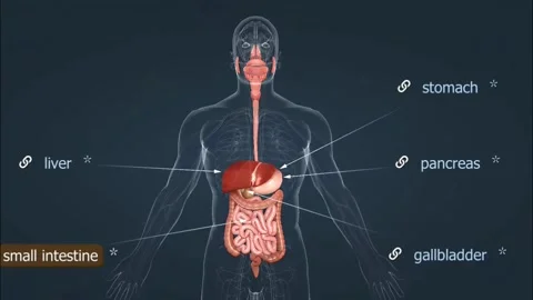 Small intestine anatomy Stock Footage 282130657