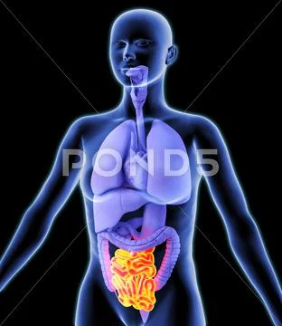 Small intestine, artwork Stock Illustration