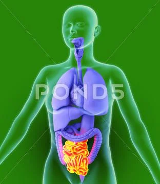 Small intestine, artwork Stock Illustration