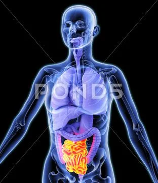 Small intestine, artwork Stock Illustration