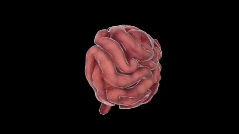 Small Intestine Stockbeeldmateriaal 113217621