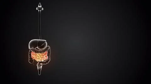Small intestine with internal organs イラスト素材