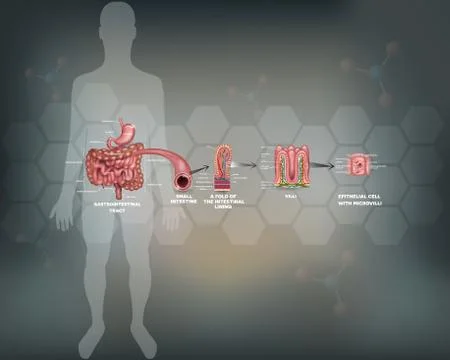 Small intestine lining detailed anatomy Stock Illustration