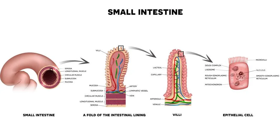 Small intestine lining Stock Illustration