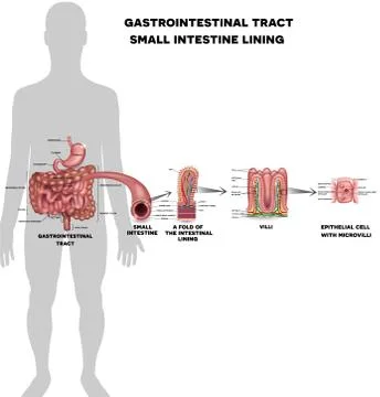 Small intestine lining Stock Illustration