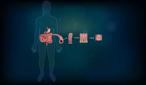 Small intestine lining Stock Illustration