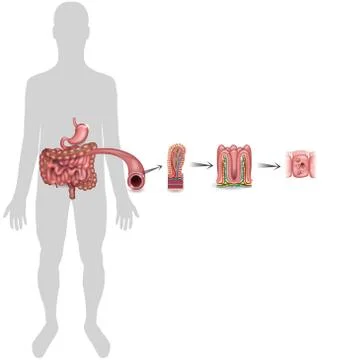 Small intestine lining Ilustração Stock
