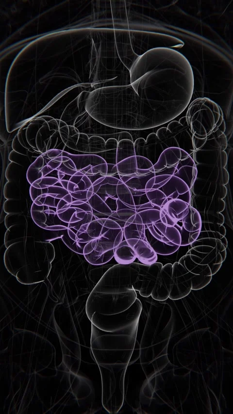 Small intestine Vertical Video | small intestine Animation Concept Video | Stock Footage 278454958