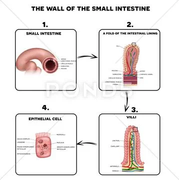 microvilli diagram