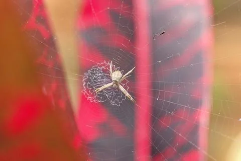 A small, intricate spiderweb with a tiny spider in the center Stock Photos
