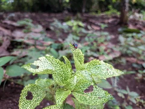 Small iridescent fly rests upon a variegated green leaf in nature Stock Photos