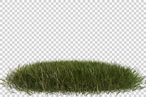 A small, irregularly shaped patch of lush green grass against a white backg.. Stock Photos