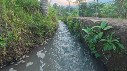 Small Irrigation Canal Flowing Through Rice Fields Stock Footage 344225669