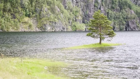 Small island with alone tree Stock Footage 82645226