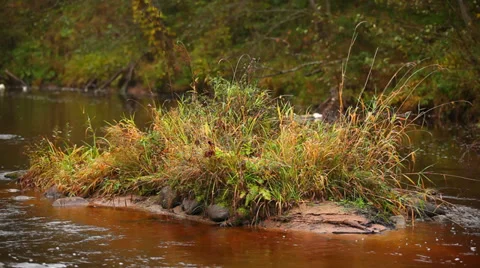 Small island in the forest river Video stock 39652861