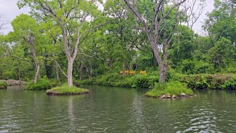 Small island with green trees in a calm forest river a view of islands covered Vídeo Stock 342586879