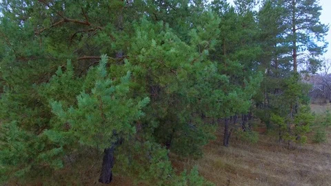 Small island of pine forest Stock Footage 99593349