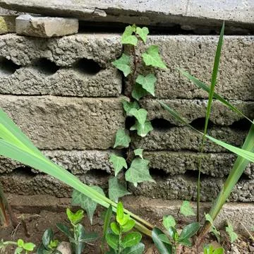 Small ivy on the bricks Stock Photos