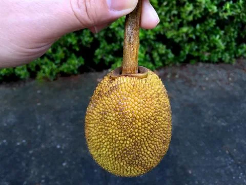 Small Jack Fruit Foto stock