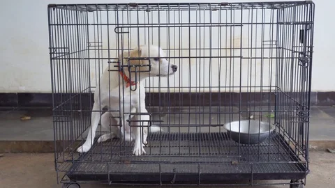 Small Jack Russel Terrier dog sitting in cage Stock Footage 102166859