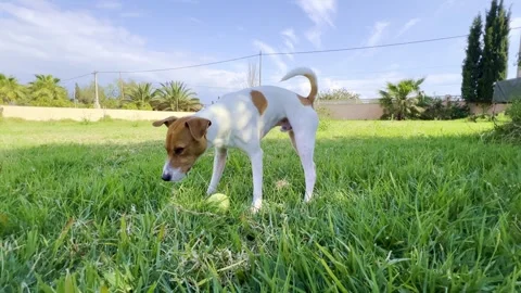 Small Jack Russell Terrier Stock Footage 305170625