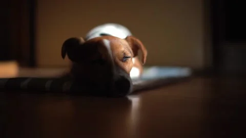 Small Jack Russell terrier laying on the floor, sleepy, eyes closed, opens th Stock Footage 131967331