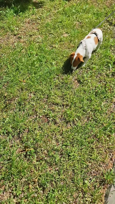 Small Jack Russell Terrier Sniffing Green Grass in Sunny Park on Leash Stock Footage 339078089