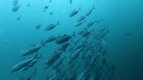 Small jackfish school descending in blue water Stock Footage 325244150