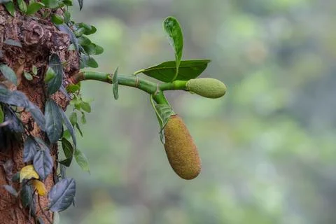 Small jackfruit on jackfruit tree. Stock Photos