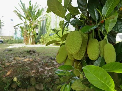 Small jackfruit Foto stock