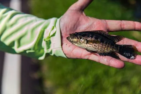  Small Jaguar Fish Stock Photos
