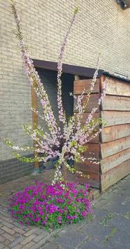 Small Japanese Cherry Tree Stock Photos