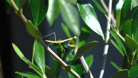 A small Japanese mantis on a tree branch Vidéo 139026591