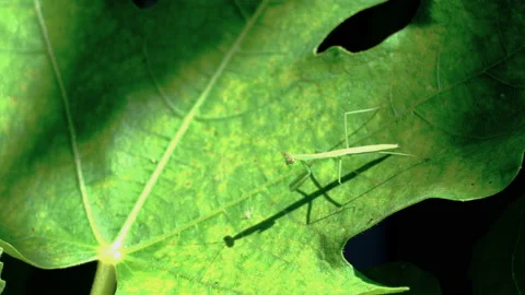 A small Japanese mantis on a tree branch Video stock 139026853