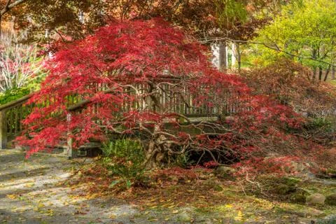 Small Japanese maple tree Stock Photos