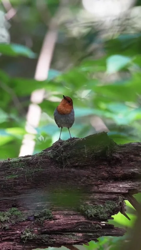 Small japanese robin perched on a mossy log in a lush green forest Stock Footage 335248149