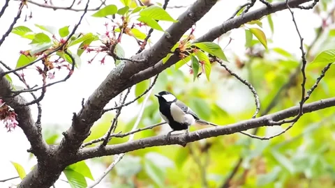 Small Japanese Tit Bird Perched on a Flowering Tree Branch in Springtime Stockbeeldmateriaal 342108057