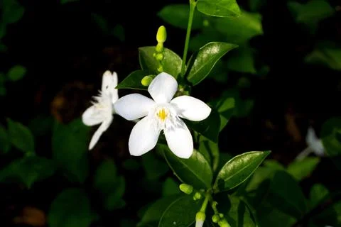 Small jasmine flower Stock Photos
