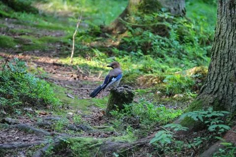 Small jay in summer forest Stock Photos